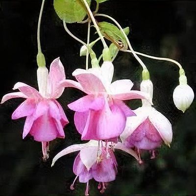 Fuchsia 'Rose of Denmark' - Shoot
