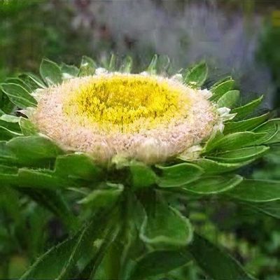 Flor de áster isolada clipart de aster desenhada à mão flor de áster