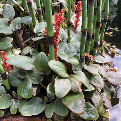 Gunnera prorepens - Shoot