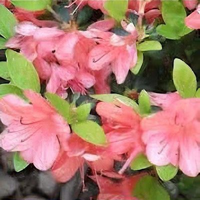 Rhododendron 'Esmeralda' - Shoot