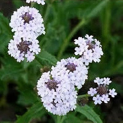 Verbena rigida f. lilacina 'Lilac Haze' - Shoot
