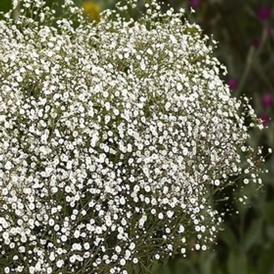 GYPSOPHILA elegans (Baby's Breath, Carmine) – MySeedsCo