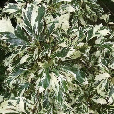 Quercus cerris 'Argenteovariegata' - Shoot