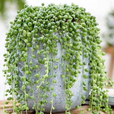 geranium planter Nearly Natural 18 in. Artificial Geranium Plant in Stone Planter, UV Resistant, Indoor/Outdoor, Red
