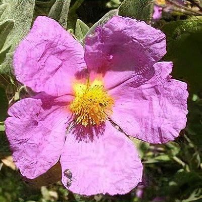 Cistus 'Snow Fire' - Shoot