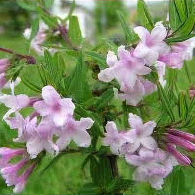 cryptomeria plant Buy Cryptomeria japonica 'Twinkle Toes' Dwarf Japanese Cedar — Mr Maple │  Buy Japanese Maple Trees main image 1