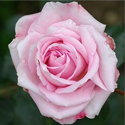 balsam plant Balsam Flower Mix Seeds  Educared