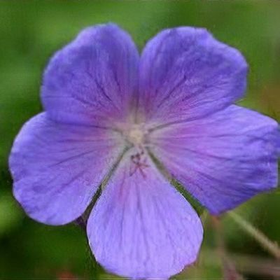 Geranium himalayense 'Irish Blue'