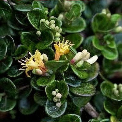 Lonicera crassifolia 'Little Honey' - Shoot