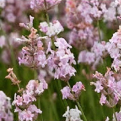 pink lavender plant Agastache POQUITO LAVENDER