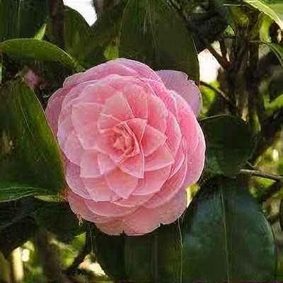Camellia japonica 'Doctor King' - Shoot