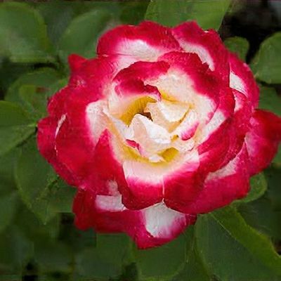 Rosa 'Peppermint Twist' - Wikipedia