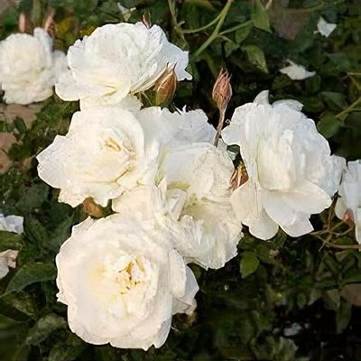 Rosa Cinnamon Twist  Rose, Flowers, Shrub roses