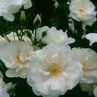 Delicate Rosa spinosissima, Scotch rose, barrow rose, fox rose