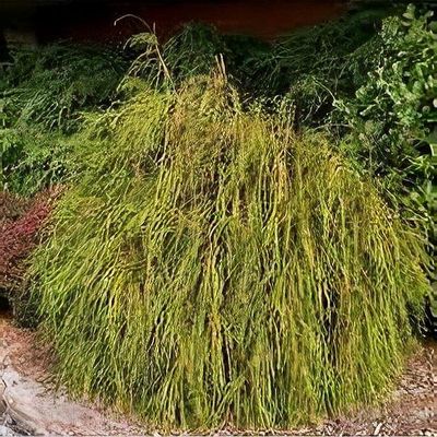sansevieria brazilian moonshine Sansevieria Moonshine For Sale, Care Guide & Growing Tips Small / Eco Pot / Coconut main image 0