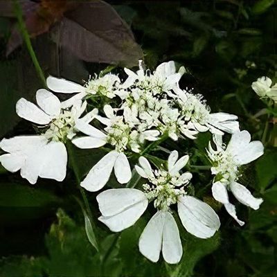 Hydrangea heteromalla 'Snowcap' - Shoot
