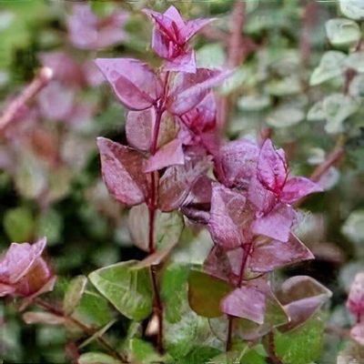 Lonicera nitida 'Red Tips' - Shoot