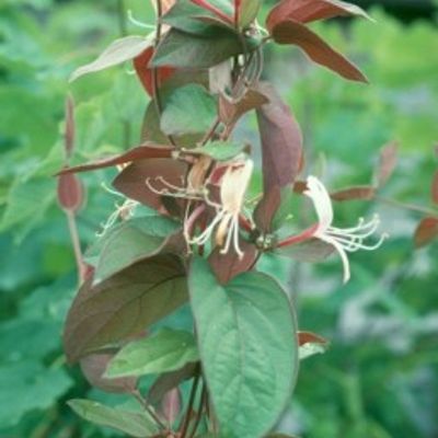 Lonicera periclymenum 'Purple Queen' - Shoot