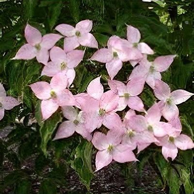 Cornus kousa 'Beni-fuji' - Shoot