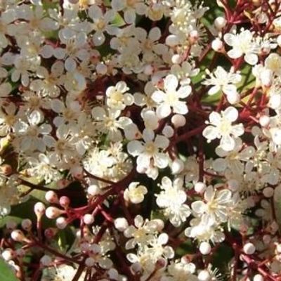 Photinia x fraseri 'Louise'
