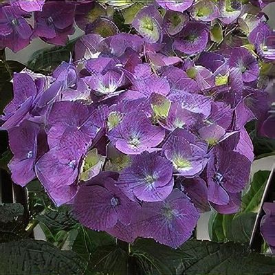 目黒SP ヒバラクィーン Hydrangea macrophylla 'Black Steel Zaza' (Black Steel Series) - Shoot