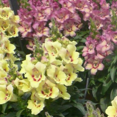 Antirrhinum Antirinca Series