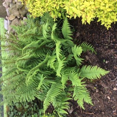 Pteridium aquilinum