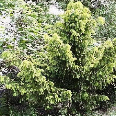 wisteria longissima alba Wisteria floribunda Alba ( Syn; Wisteria floribunda 'Longissima Alba' main image 1