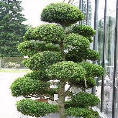 zauberstab stechpalme Japanische Stechpalme Fastigiata - Ilex crenata fastigiata