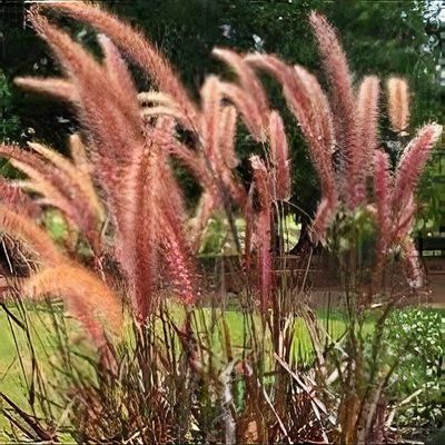 Pennisetum thunbergii 'Red Buttons' - Buy Online at Annie's Annuals