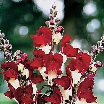 Antirrhinum majus 'Night and Day'
