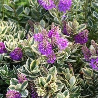 Veronica speciosa 'Variegata' - Shoot