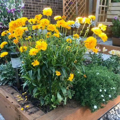 Coreopsis clearance golden joy