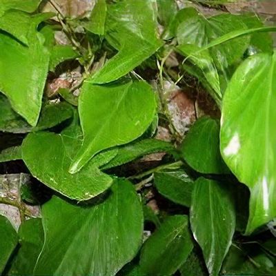 Hedera colchica 'Dendroides' - Shoot