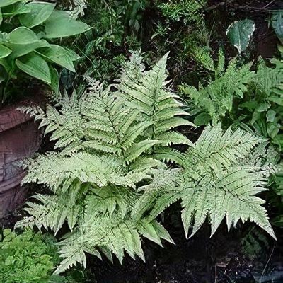 Athyrium otophorum 