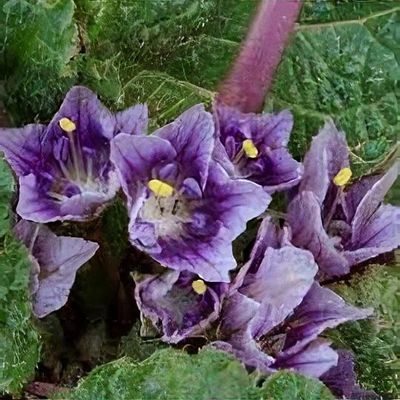 Mandragora officinarum - Shoot
