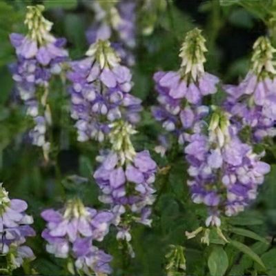 Calamintha grandiflora 'Variegata' - Shoot