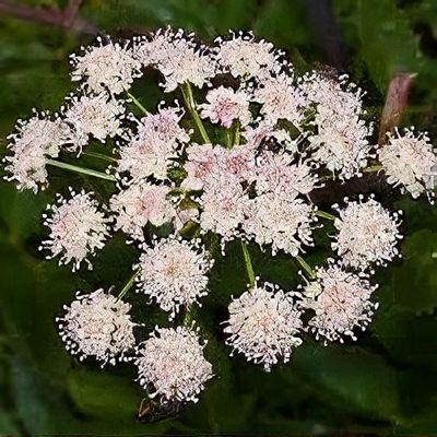 briar rose plant Sweet Briar / Eglantine Hedging Plants (Bareroot / 60/80cm)