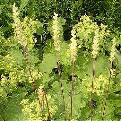 Heuchera cylindrica 'Greenfinch' - Shoot