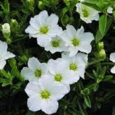 Arenaria 'The Pearl'