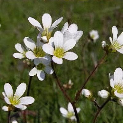 Saxifraga granulata - Shoot