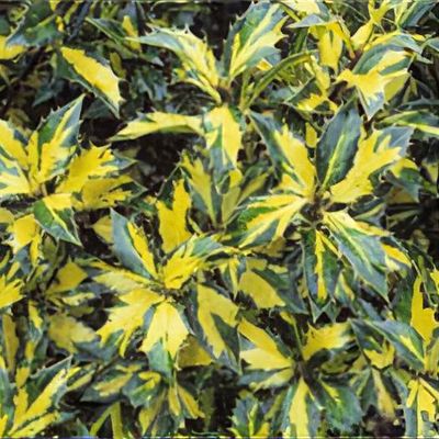 Ilex aquifolium 'Aurea Marginata' - Shoot