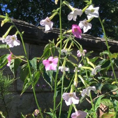 Nicotiana Whisper Mix - Shoot