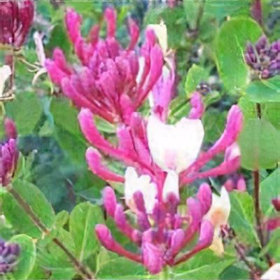 Lonicera nitida 'Red Tips' - Shoot