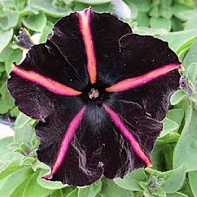 Petunia 'Pinstripe' - Shoot