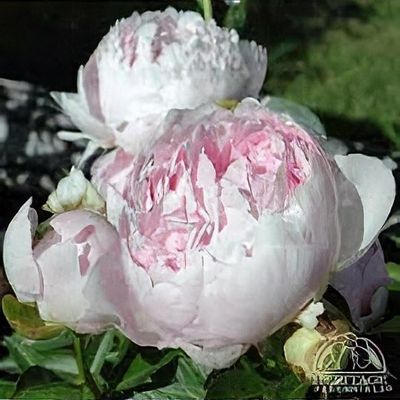 Paeonia lactiflora 'Pillow Talk' - Shoot