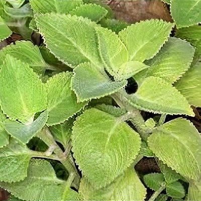 Scaredy Cat Plant Plectranthus caninus Coleus canina Live -  Portugal