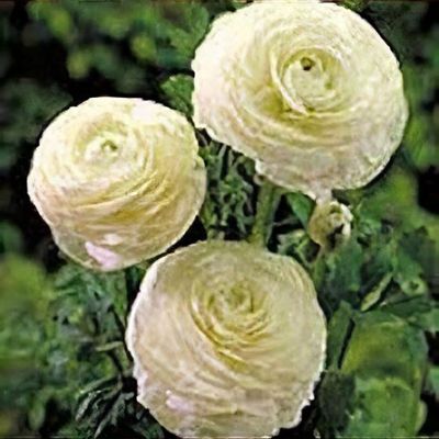 Ballet slipper ranunculus store