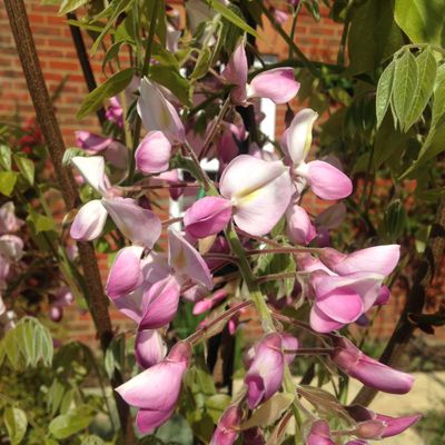 Wisteria brachybotrys 'Showa-beni' - Shoot