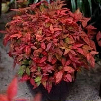 fertilizer for flowering plants Bloom 2-6-4 Liquid Fertilizer main image 0